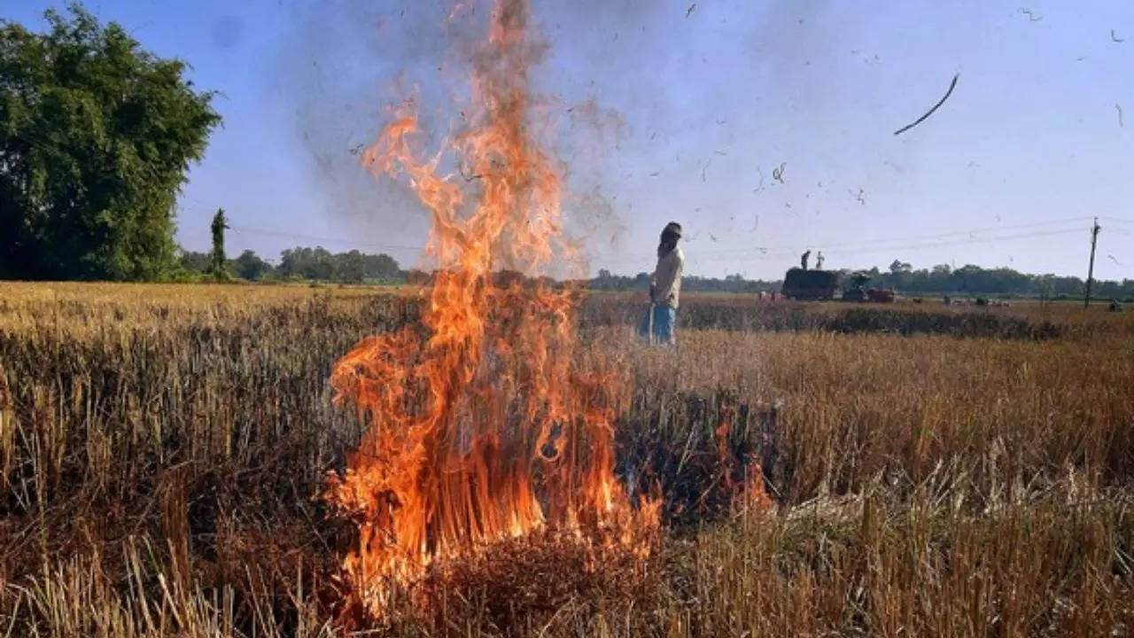 Stubble Burning: हरियाणा  में पराली का नहीं हुआ उठान, किसानों ने लगा दी आग