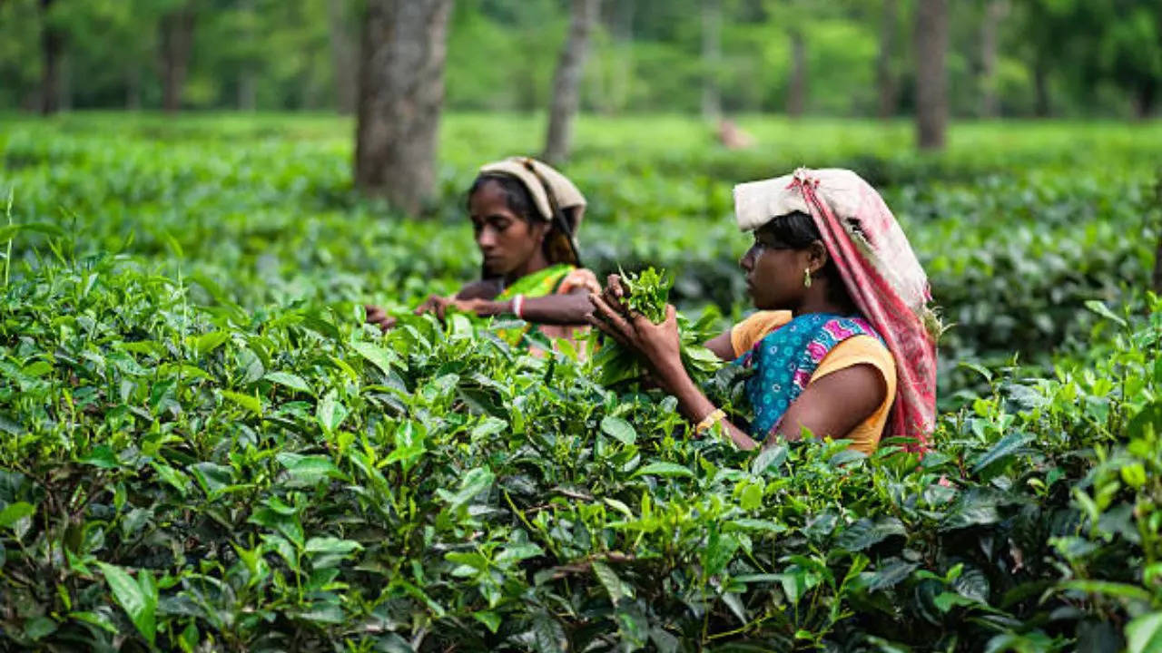 Tea Garden, Tea Industries, Tea, चाय