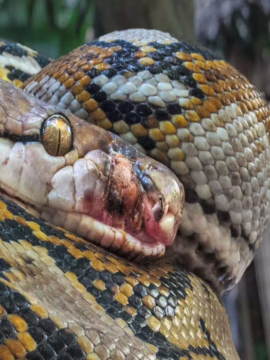 World Interesting Fact Python or Azgar has Maximum Number of Bones in