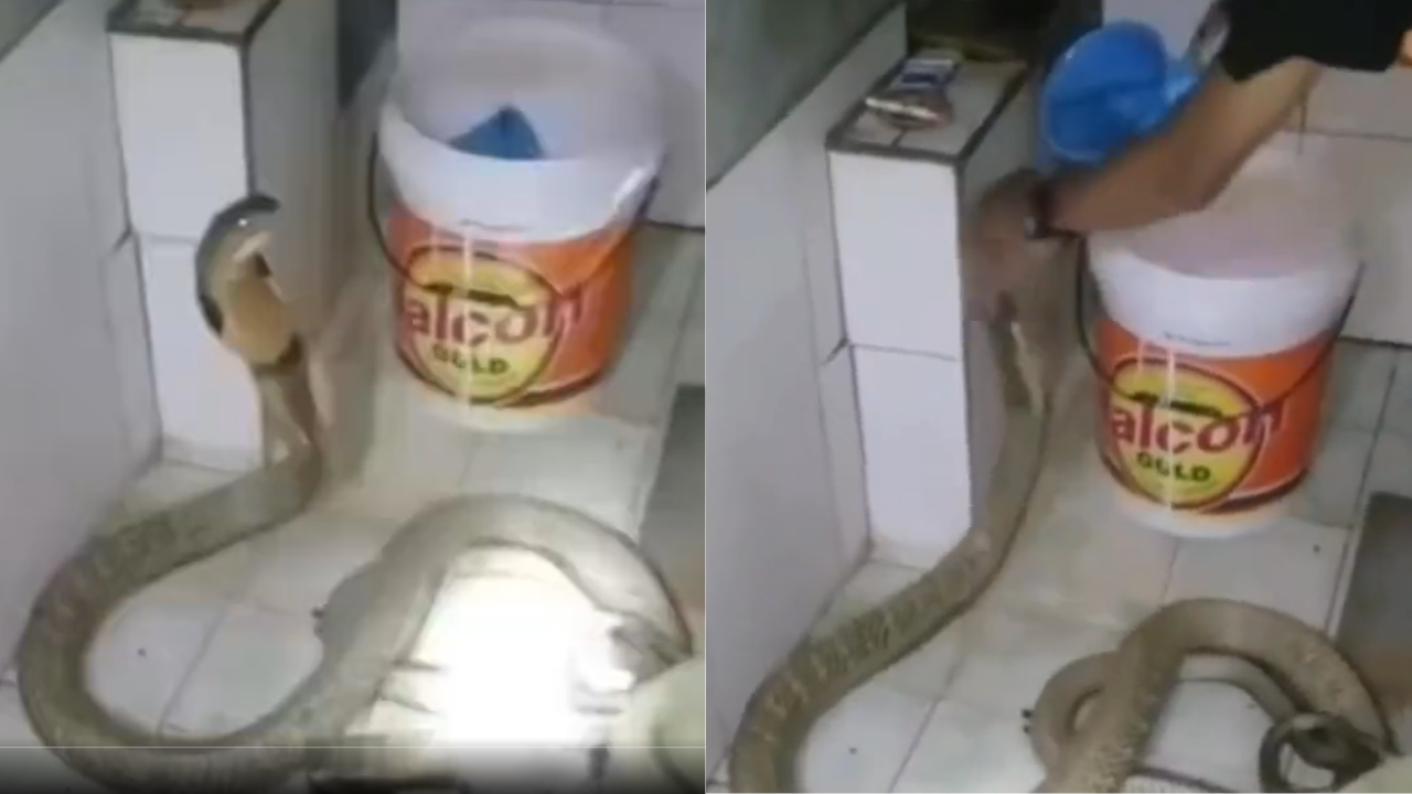 King Cobra Bath Viral Video