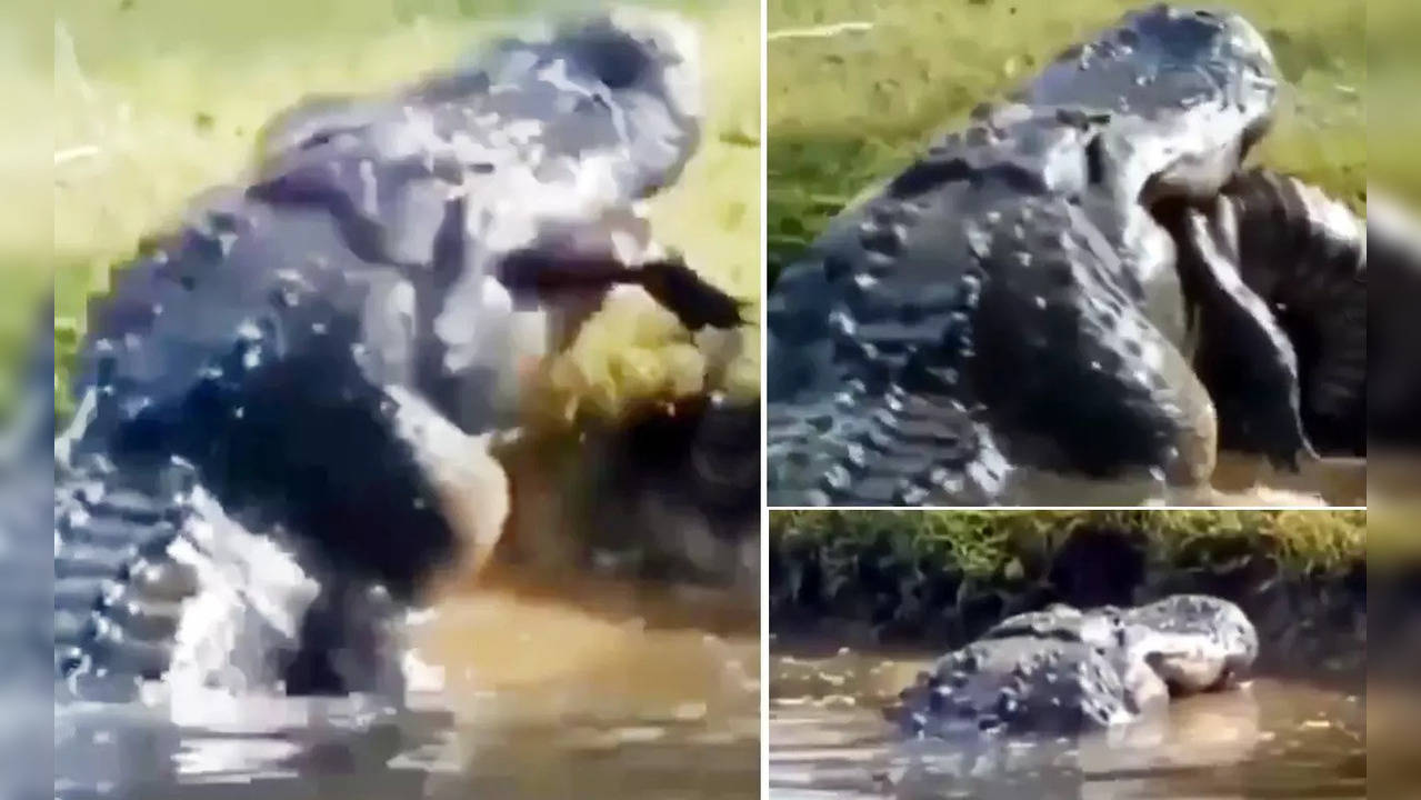 Crocodile Attack Video.