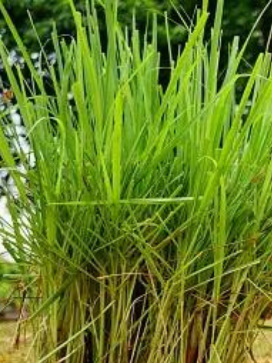 6 amazing benefits of lemon grass for our health गवतासारखी दिसणारी ही