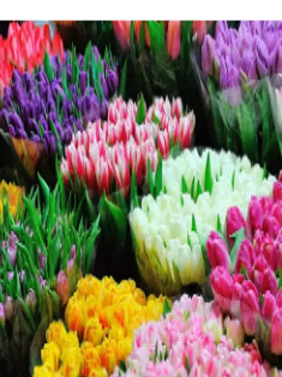 rose is known as king of flower then know who is the queen here