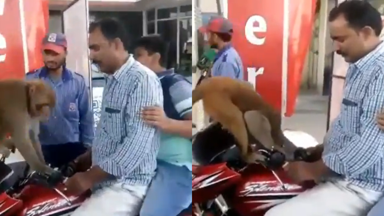 Monkey Checking Petrol Viral Video