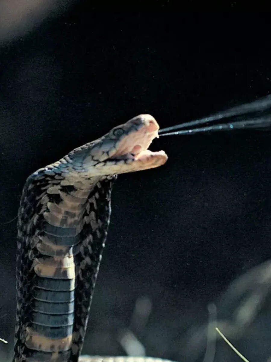 What is the color of snake poison saamp ka jahar kis rang ka hota hai ...