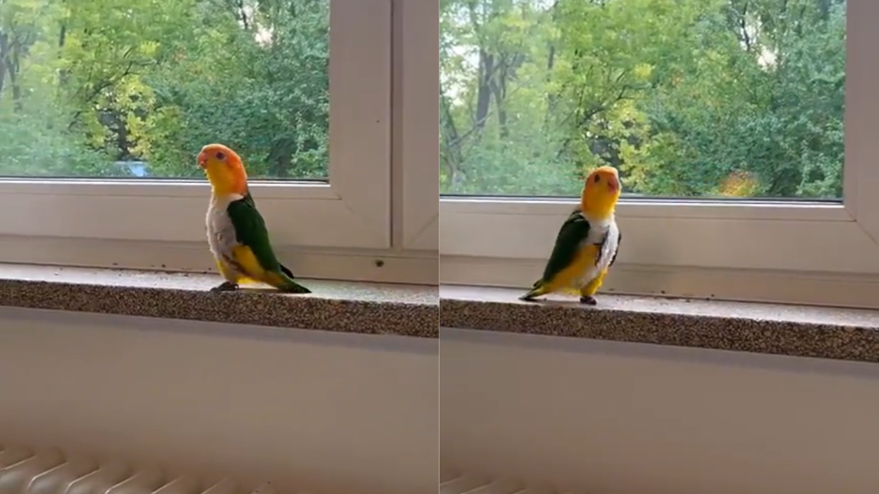 Parrot Parade Viral Video