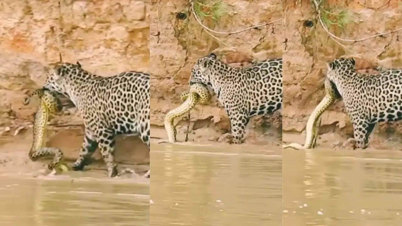 Jaguar hunted python Watch shocking video goes viral | Times Now Navbharat