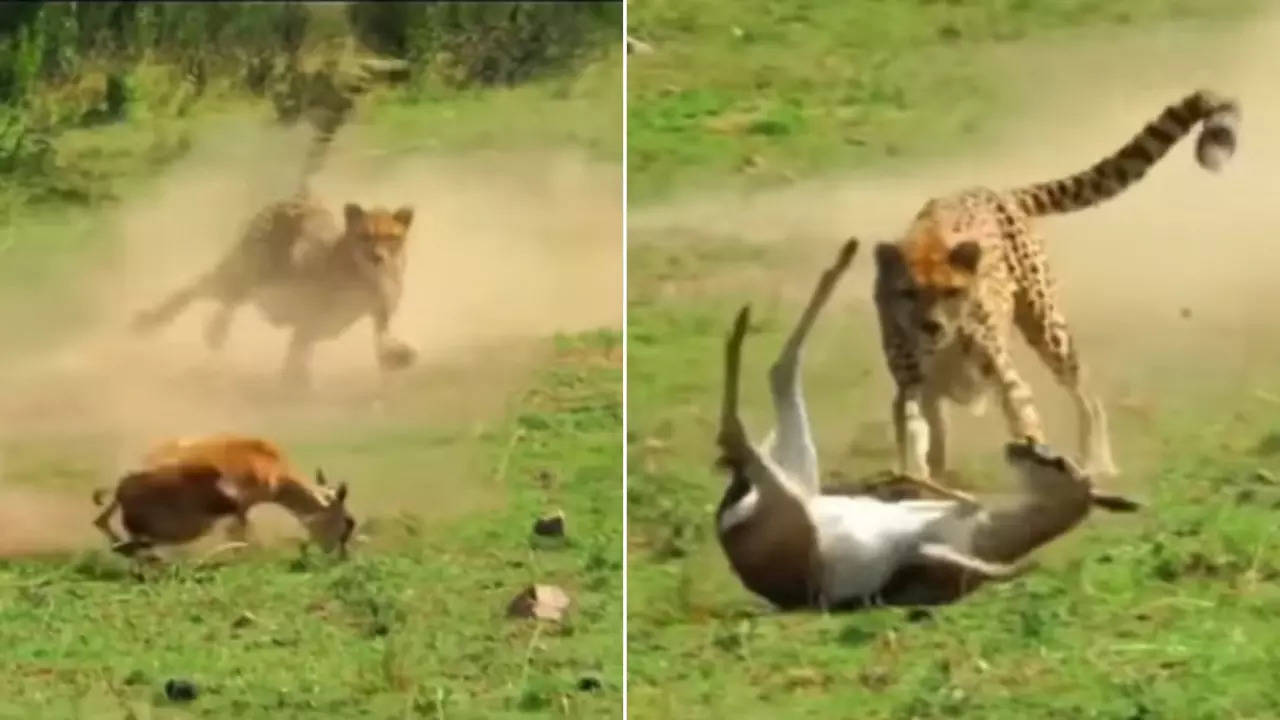 cheetah attack deer