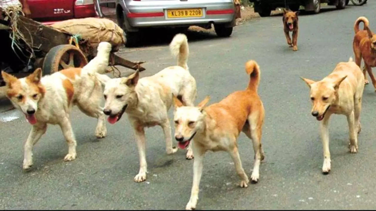 stray dogs surrounded attacked on postman