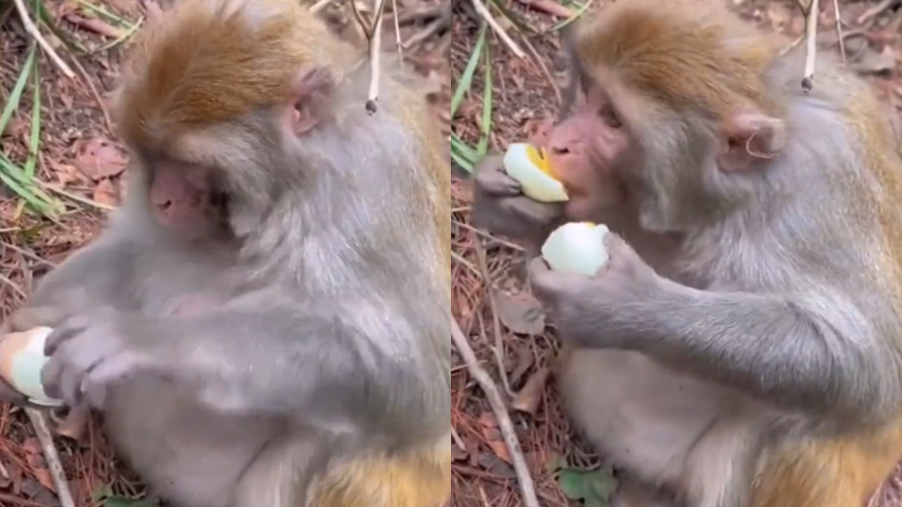 Monkey Egg Viral Video 