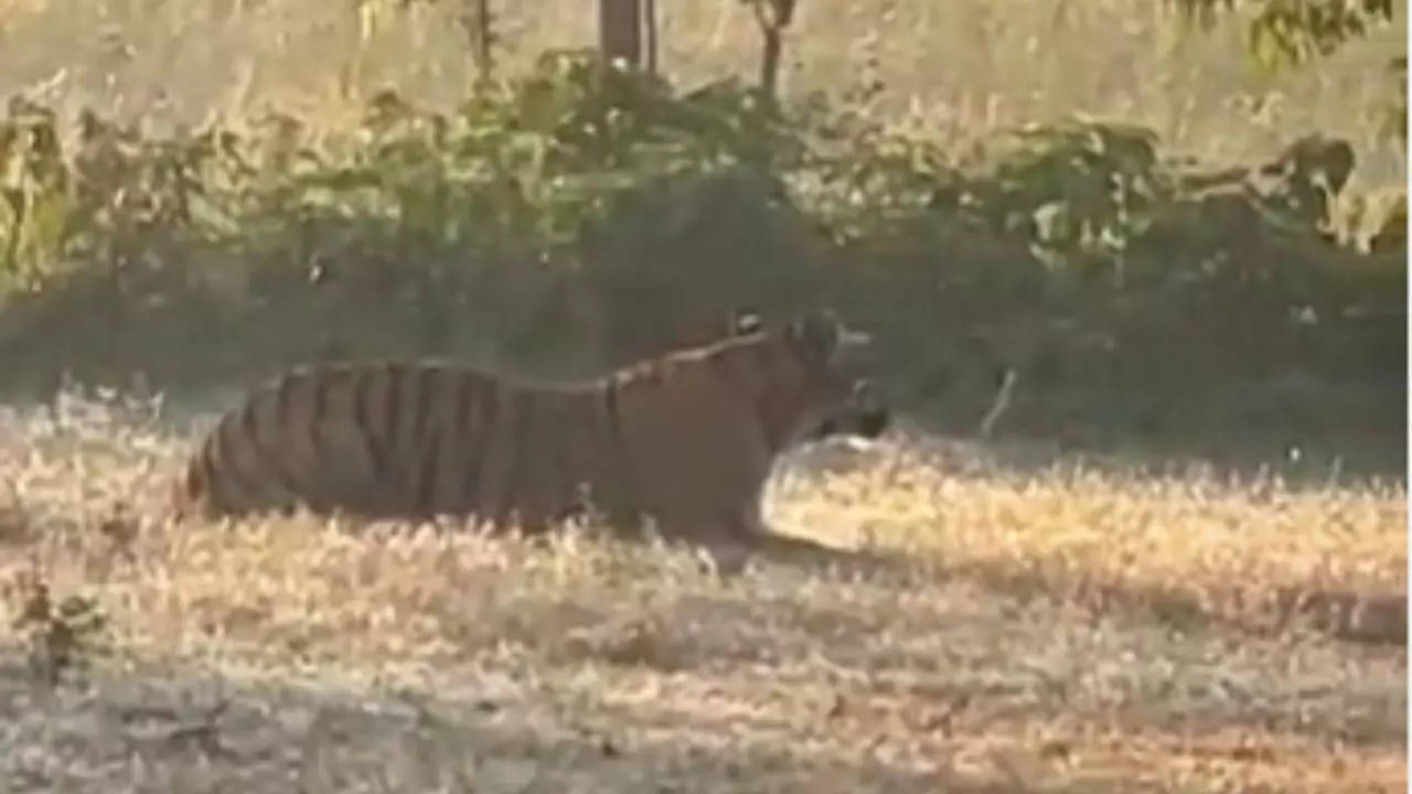 tiger spotted at pipariya santosh village pilibhit