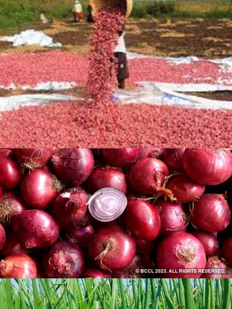 Onion Price Increasing Controlled By Lasalgaon Mandi In Nashik | Times ...