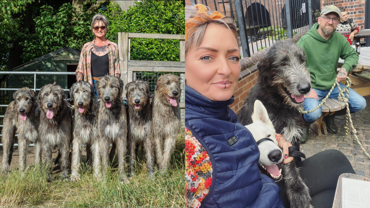 Couple Live With 11 Irish Wolfhound