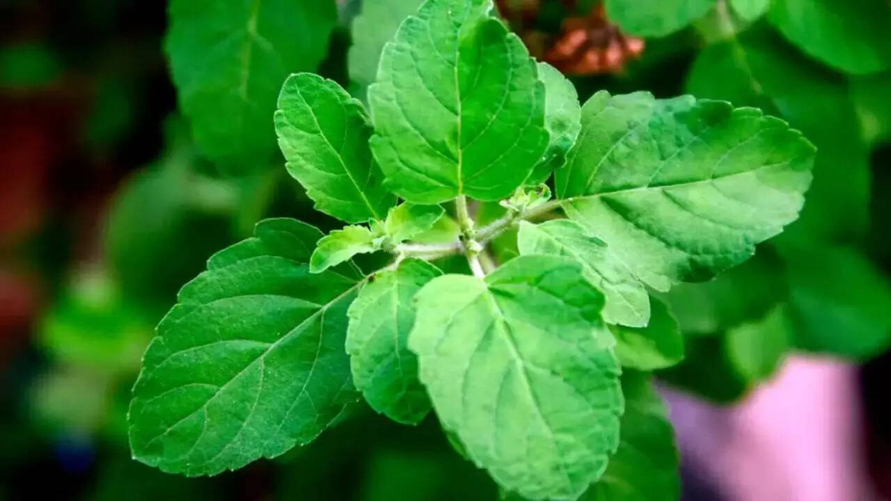 vastu tips: plant tulsi tree as per vastu, worship with this method in  hindi- Vastu Tips: वास्तु के अनुसार लगाएं तुलसी का पेड़, इस विधि से करें  पूजा | अध्यात्म News, Times