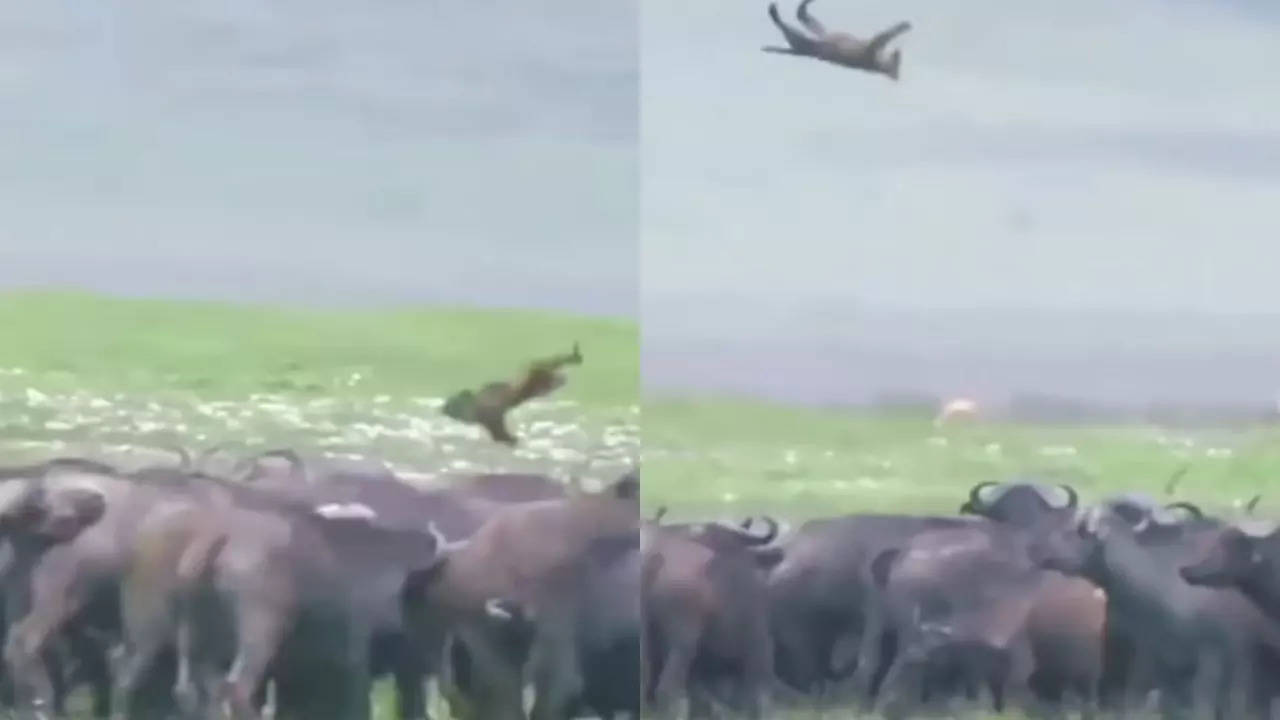 Wild Animal Fight