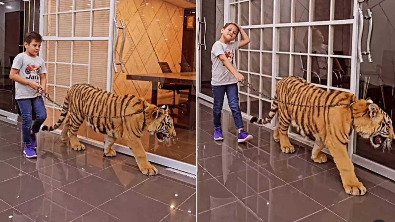 tiger video