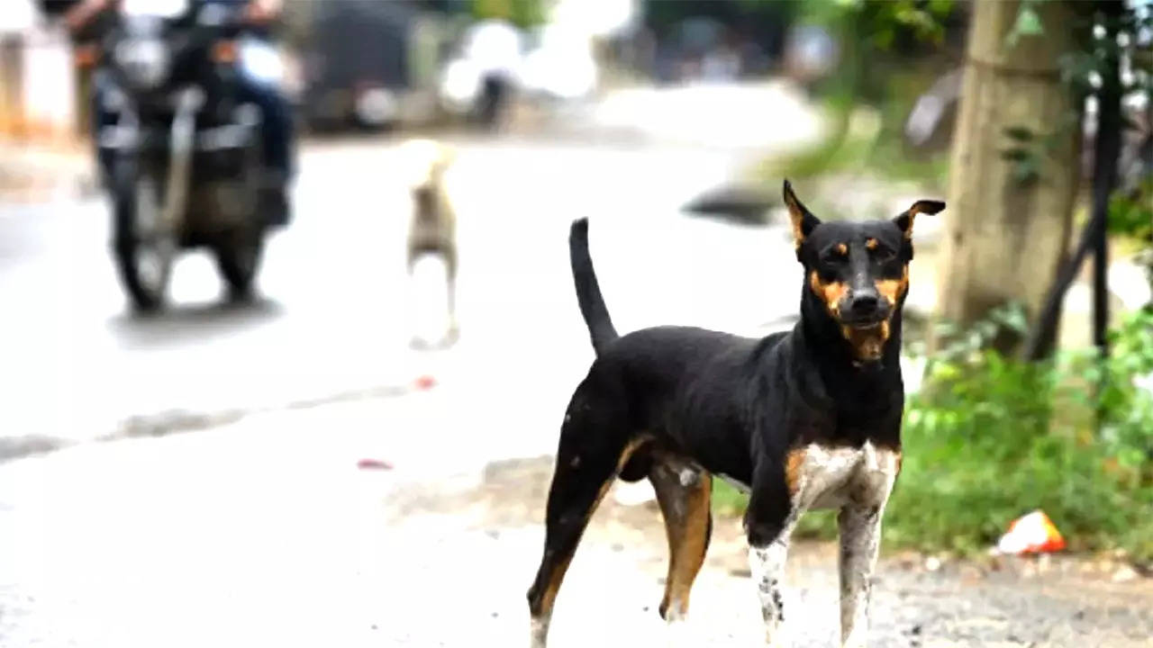 stray dog attack in meerut