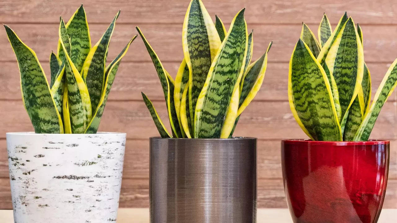 how to grow snake plant, Gardening Tips