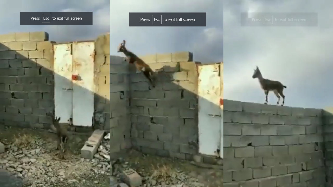 Goat Climbs Wall 