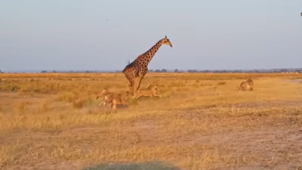 Giraffe and Lions Fight Video