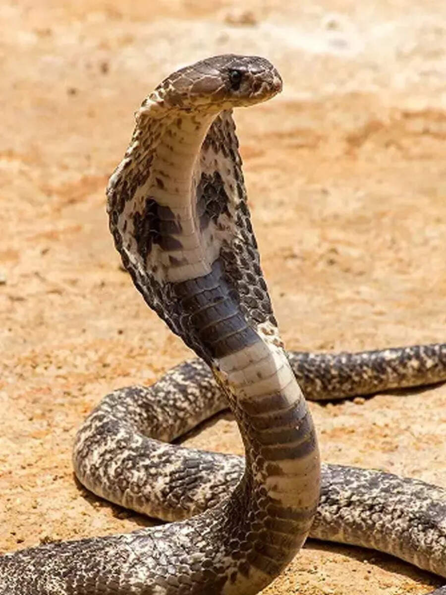 snake can not be made a pet because after knowing and will never try ...