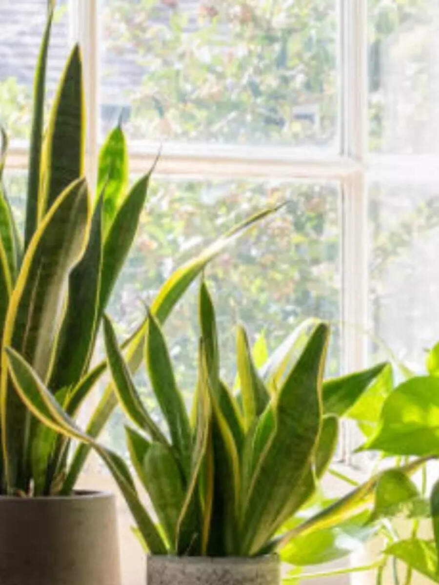 Vastu Tips Do not plant these plants inside the house by mistake