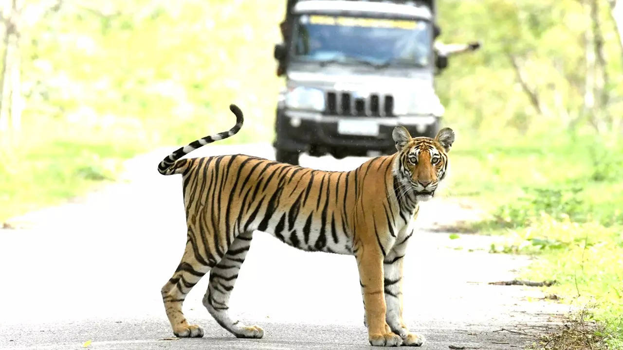 Royal Bengal Tigers