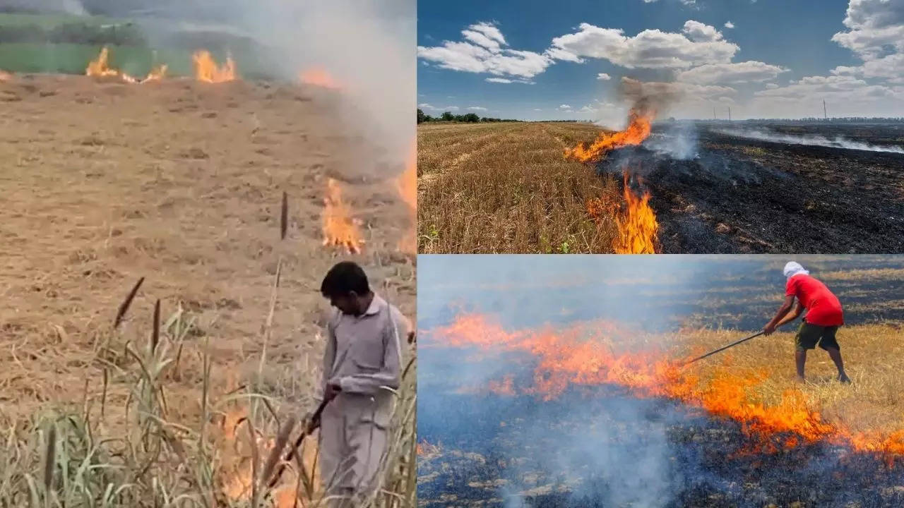 Stubble Burning Cases are Increasing Day by Day in Punjab, DGP Issued Show Cause Notice to 11 District Police SSP