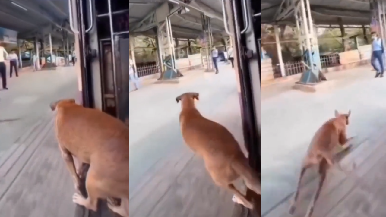 Dog Get Off The Train Viral Video