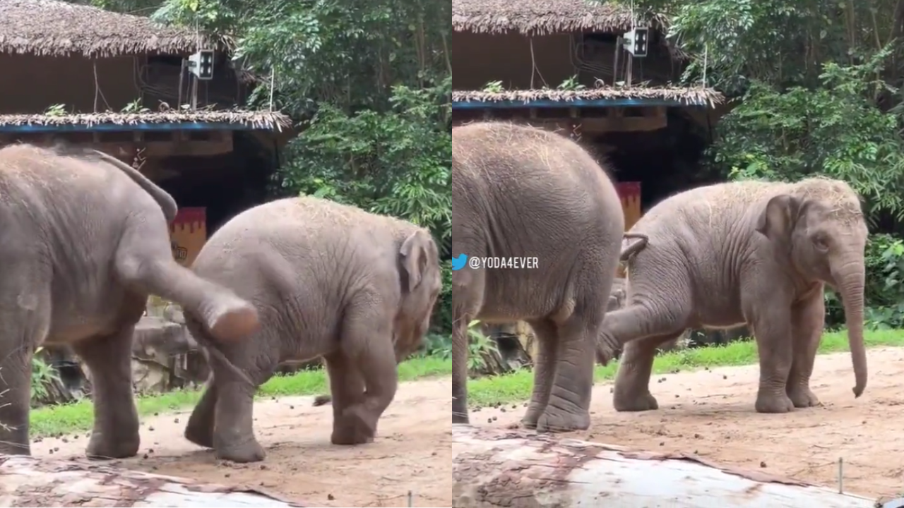 Elephant Funny Video