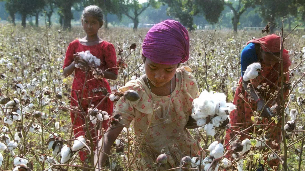 Cotton Production