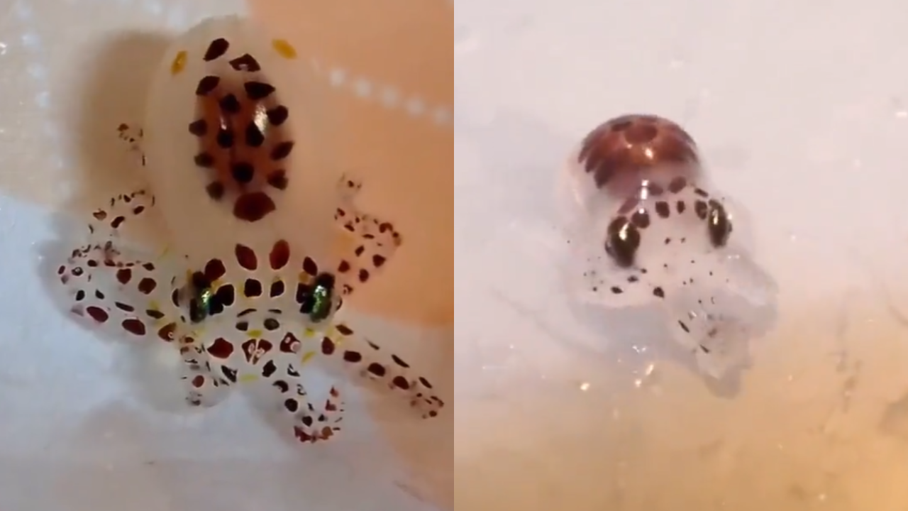 Baby Octopus Viral Video