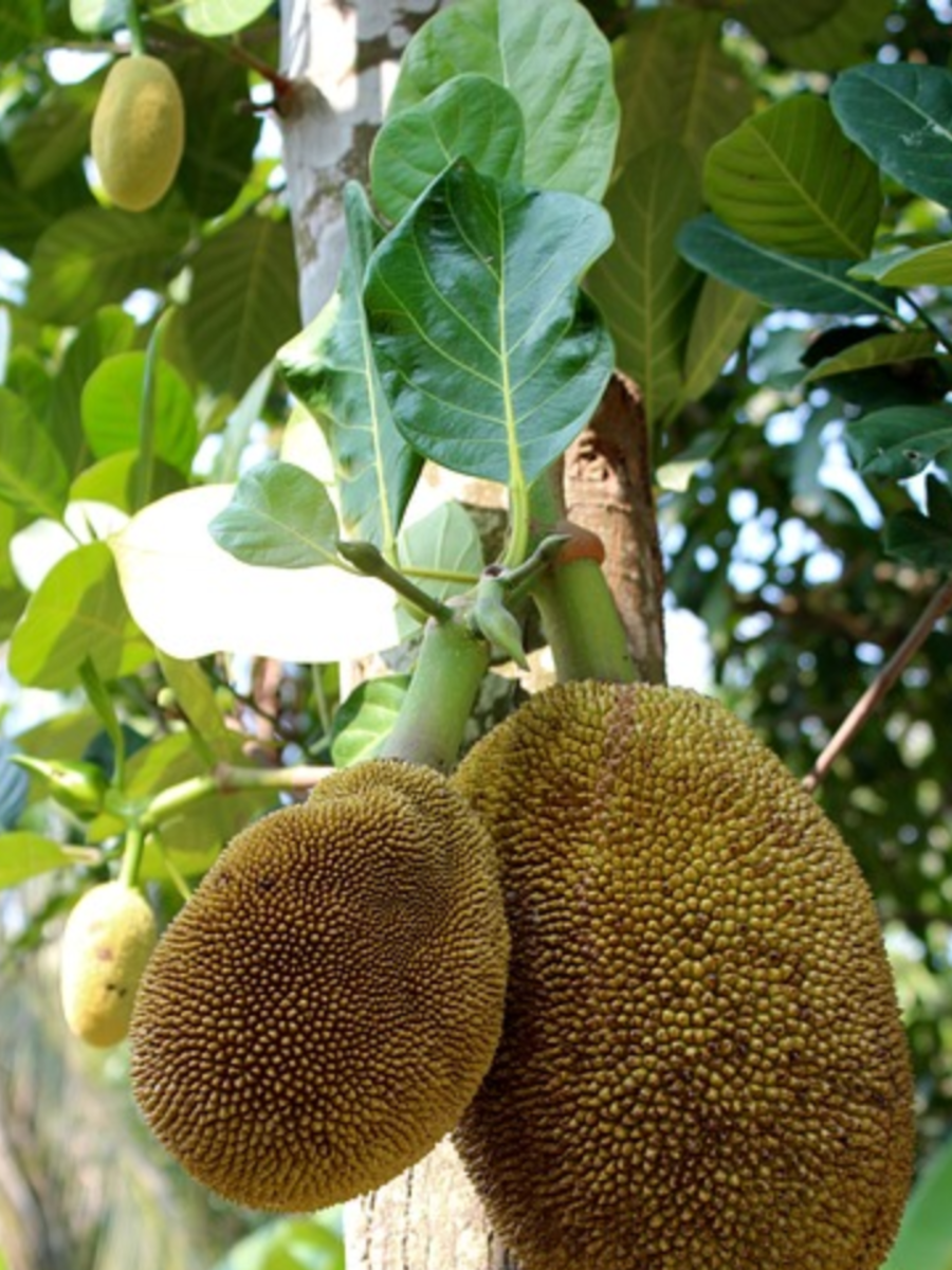 which city called heaven of jackfruit in india: Jackfruit's Heaven City ...