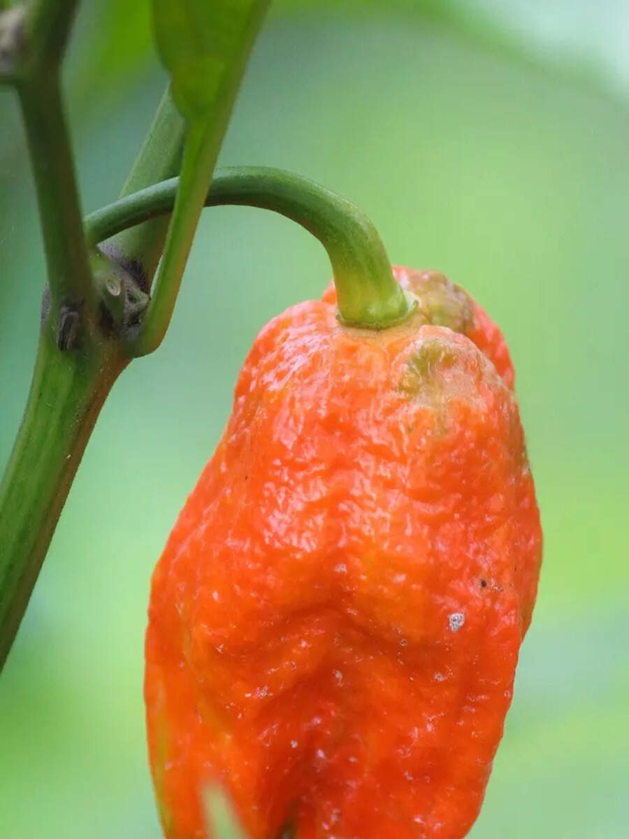 दुनिया की सबसे तीखी मिर्च, जिससे बनता है 'ग्रेनेड' The world hottest