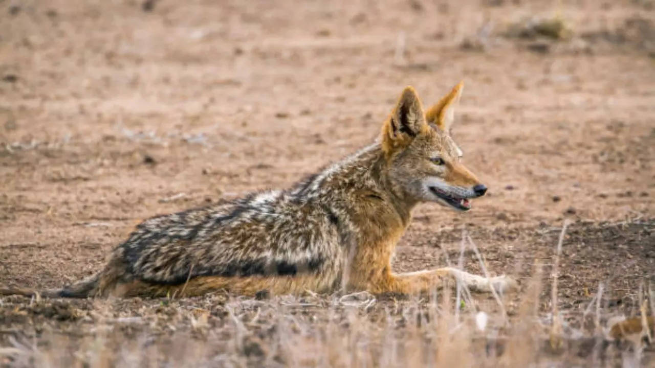 Jackal Attacks in Bihar