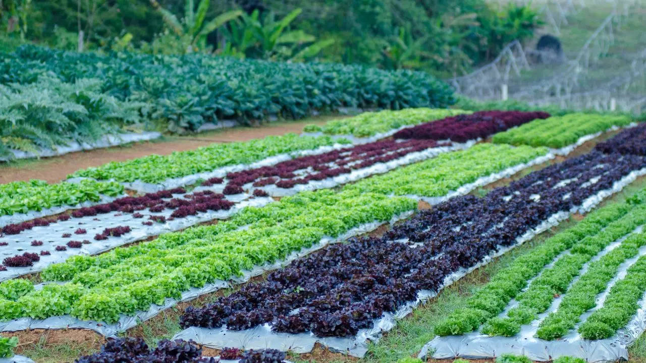 Organic Agriculture 