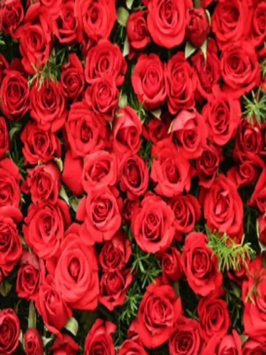 Rose is king of Flower who is Queen Know Answer Times Now Navbharat