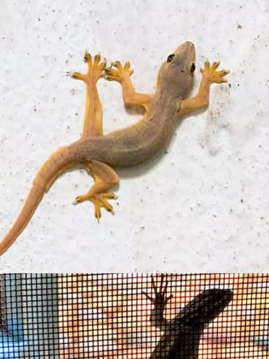 how to drive away lizard from your home Times Now Navbharat