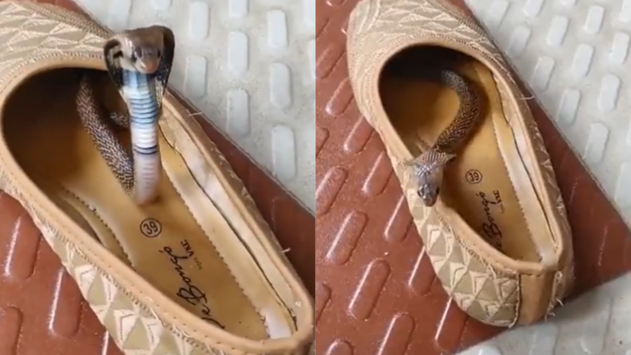 Baby Cobra Viral Video