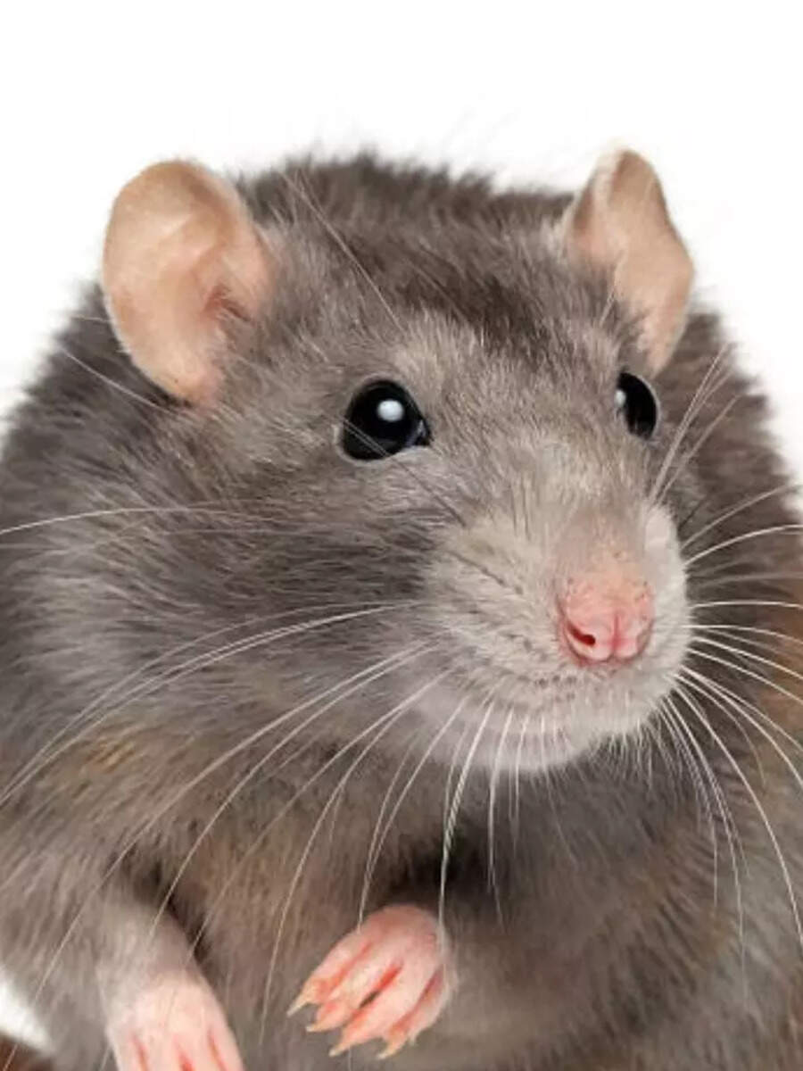 How to Remove Rats from Home,How to Avoid Rats in home,Peppermint Spray