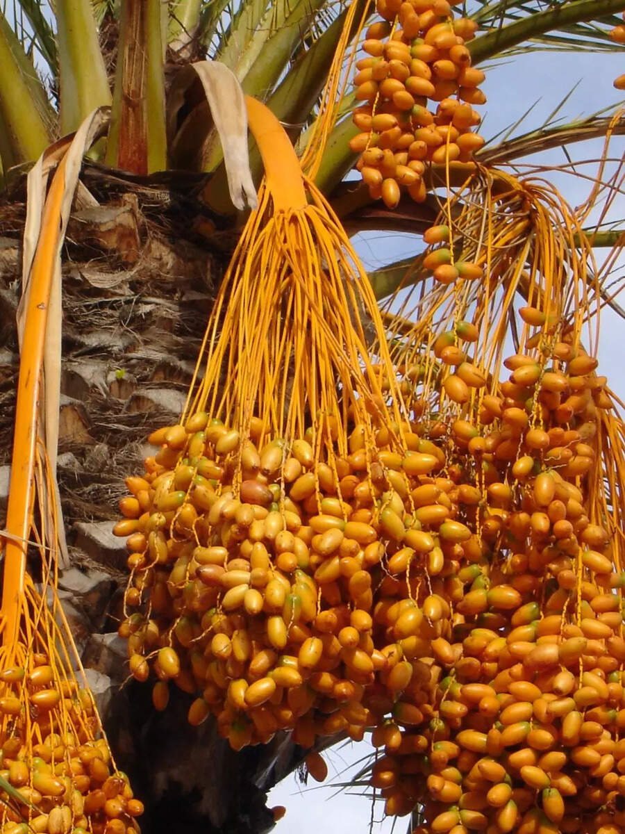 5 Benefits of Eating Just 2 Raw Dates Before Sleeping झोपण्यापूर्वी 2 ताजे खजूर खाल्ल्याने