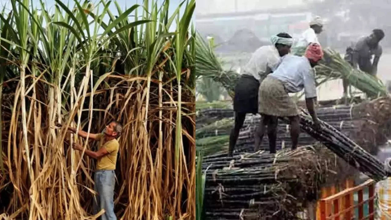 Sugarcane Farmers