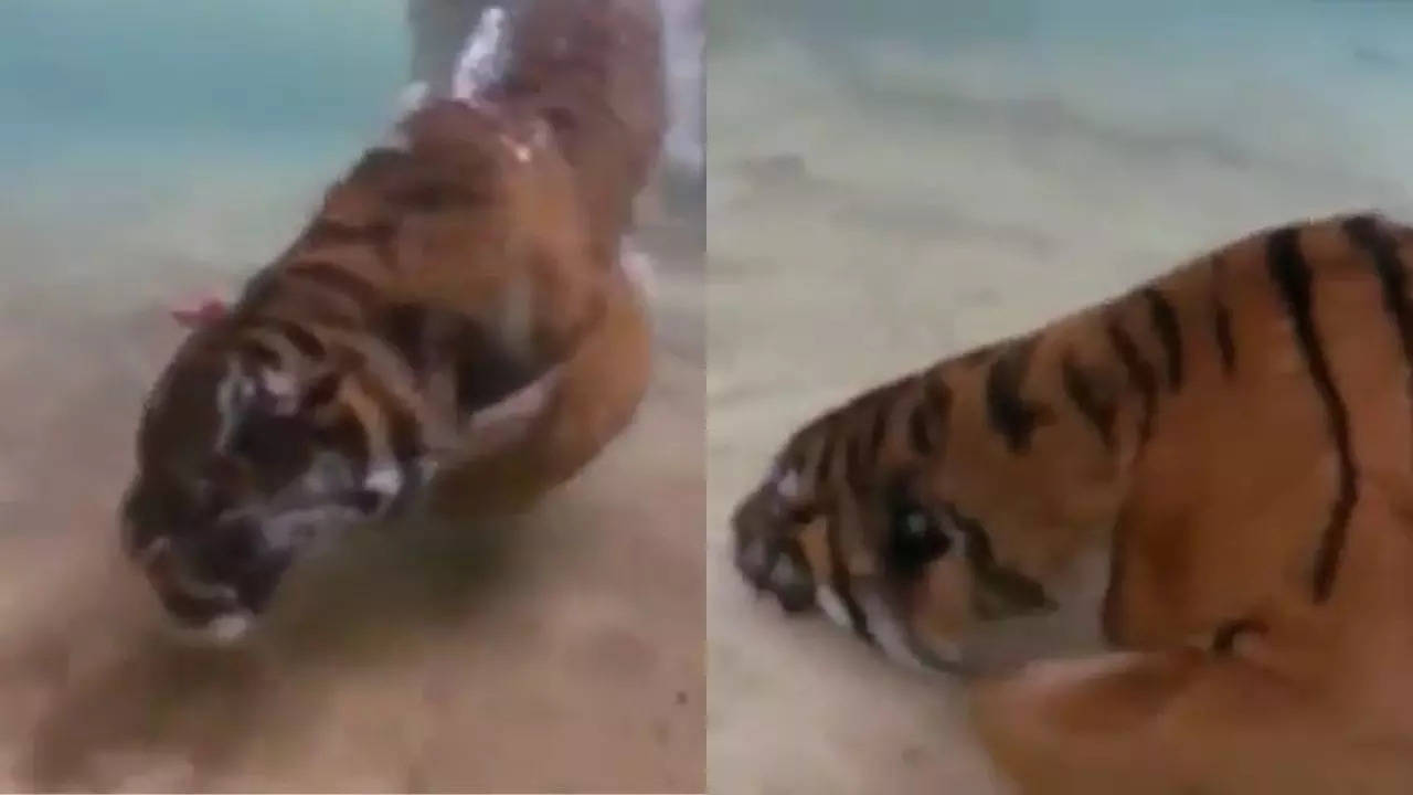 lion swimming viral video 