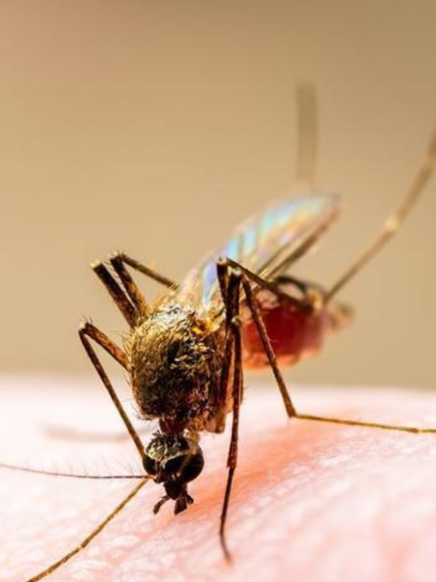 health tips mosquito repellent plants how to keep mosquitos away