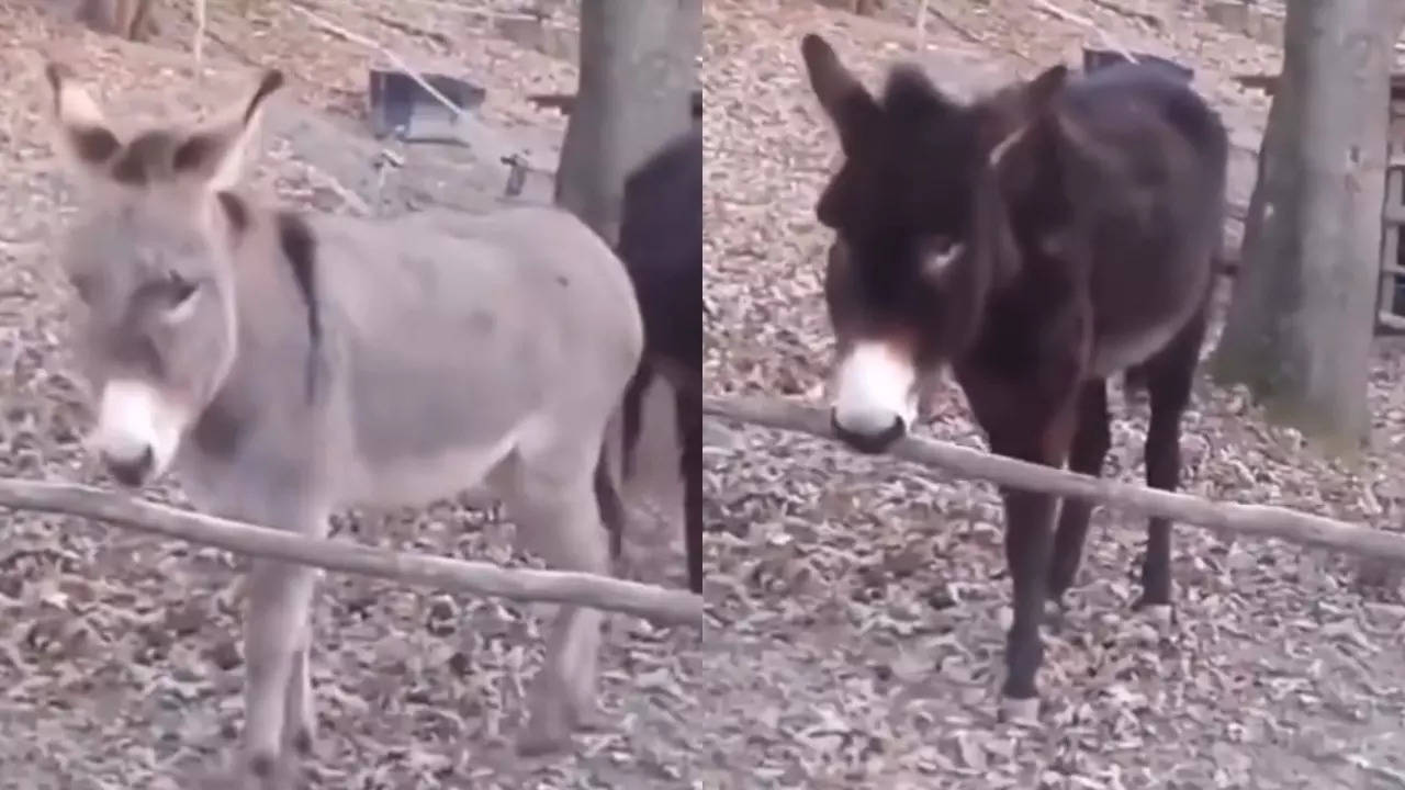 Smart Donkey Video