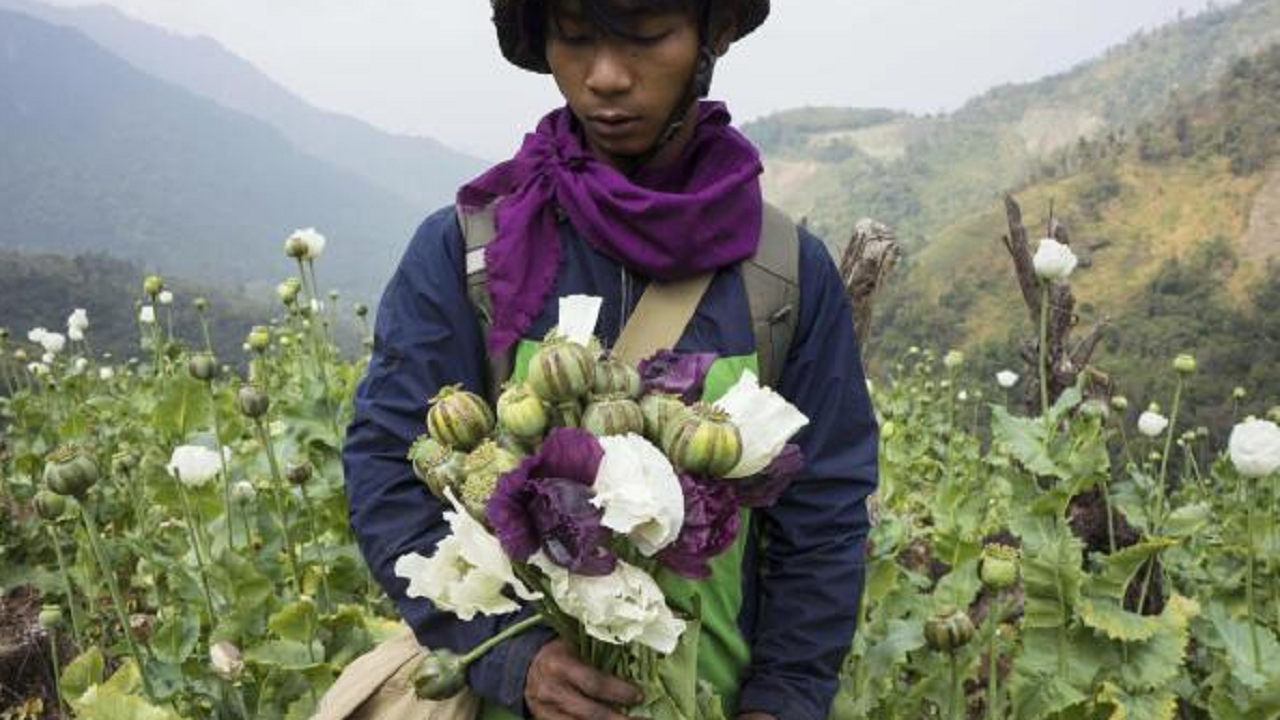 myanmar opium