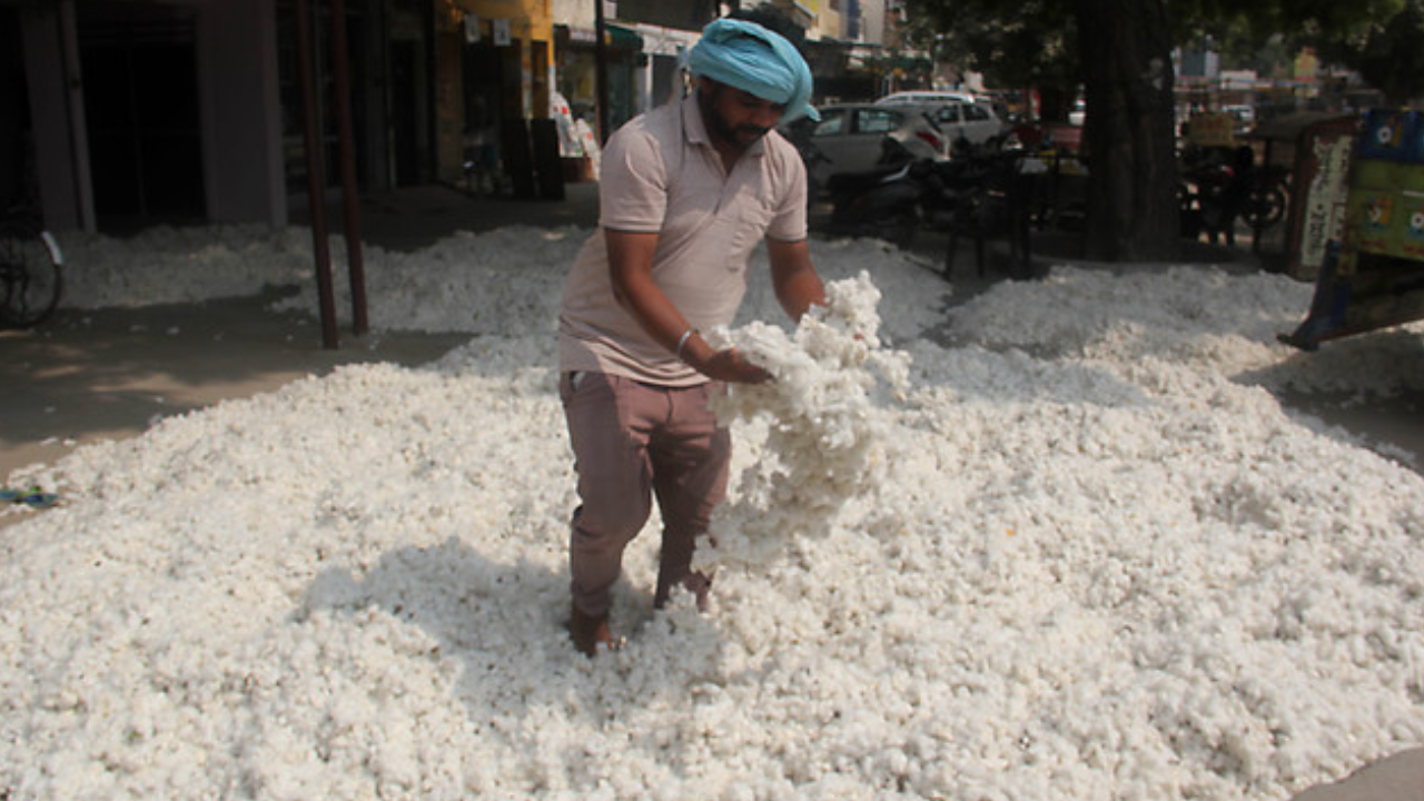 cotton bollworm