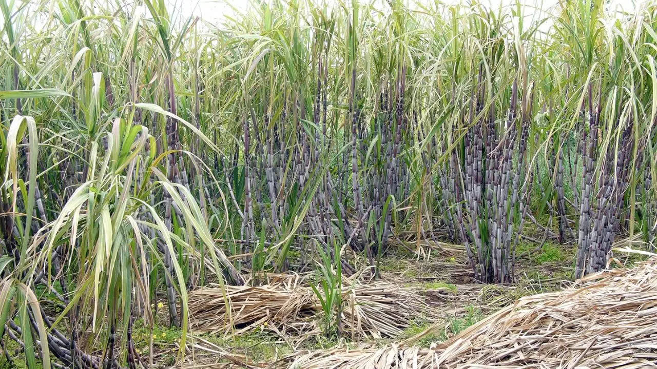 sugarcane