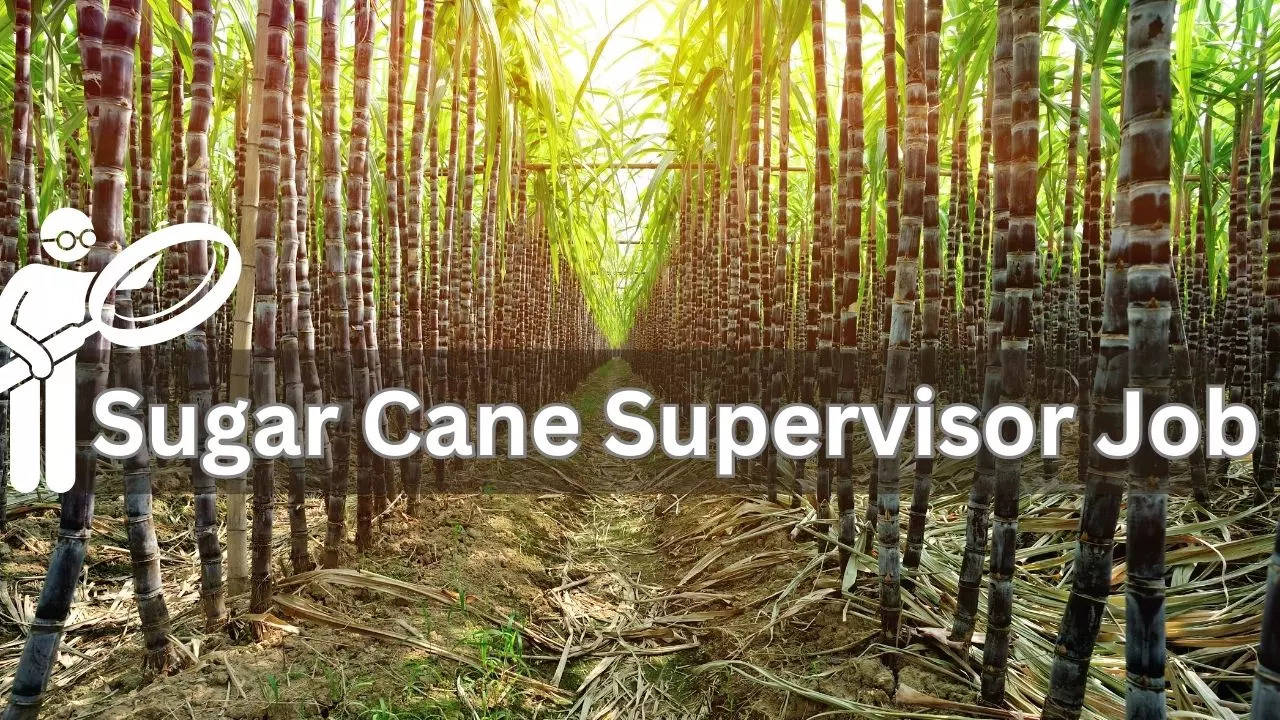 Sugar Cane Supervisor Job