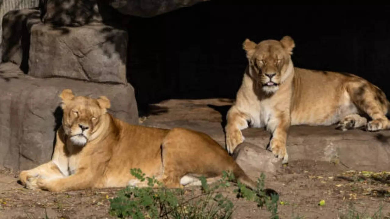 Rajgir Zoo Safari